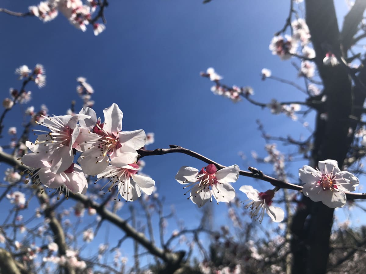 les abricotiers en fleurs du Mas Allard